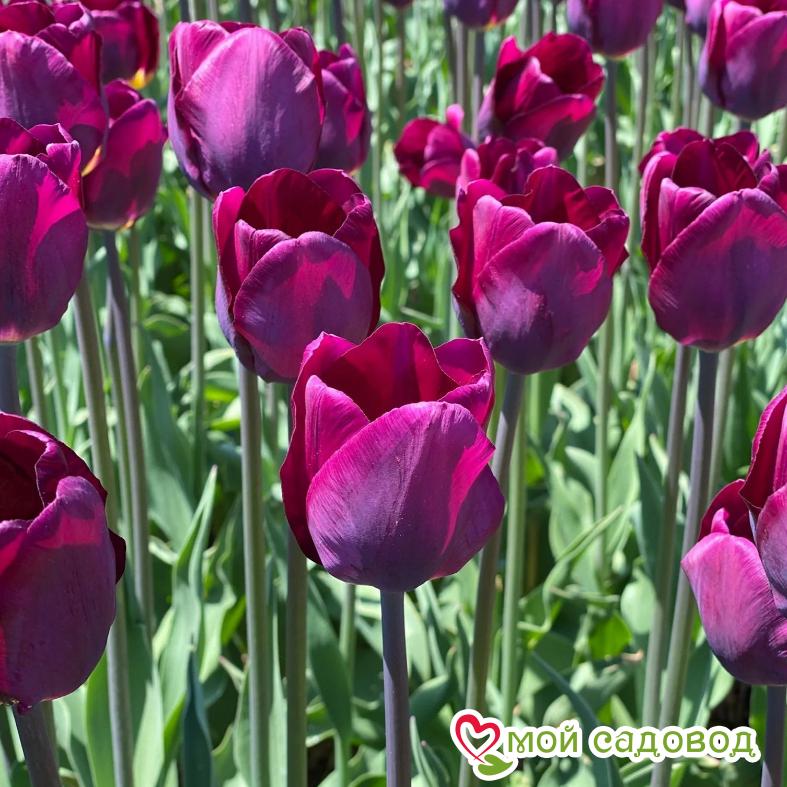 Купить тюльпан пёпл леди (tulipa purple lady), 5 шт (разбор ...