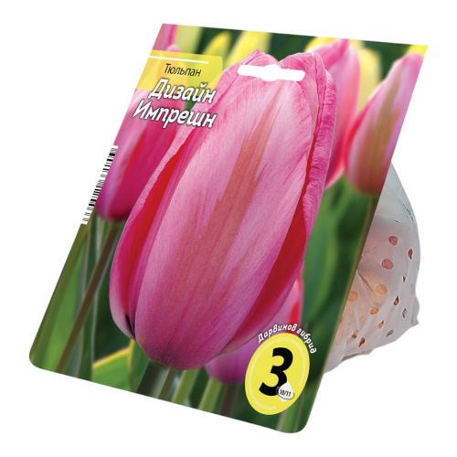 Tulipa 'Design Impression' (Darwin Hybrid Tulip)