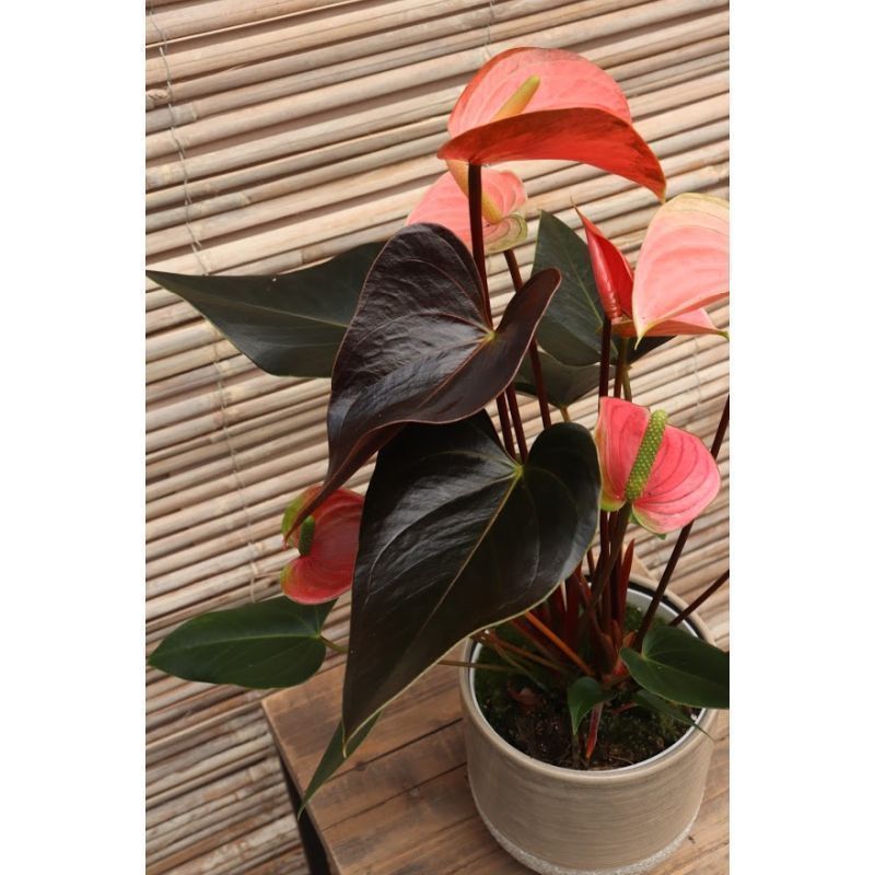 Anthurium x andreanum 'Rainbow Champion ...