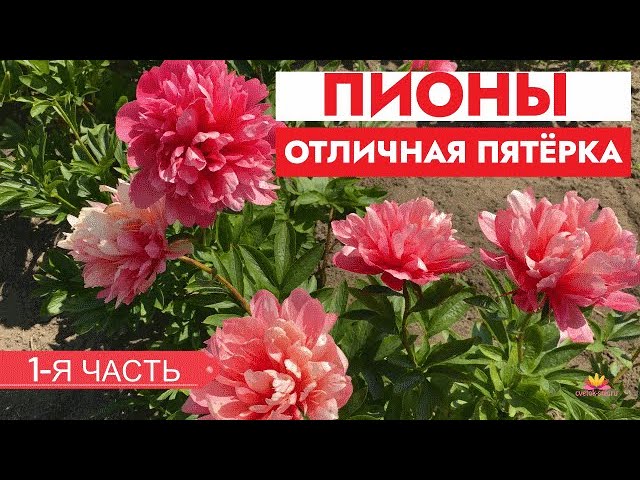 Пион Флоренс Николс (Paeonia Florence Nicholls). Махровый ...