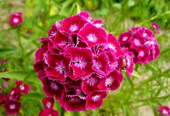 Турецкая гвоздика ( Dianthus barbatus) - «Обожаю эту красоту ...