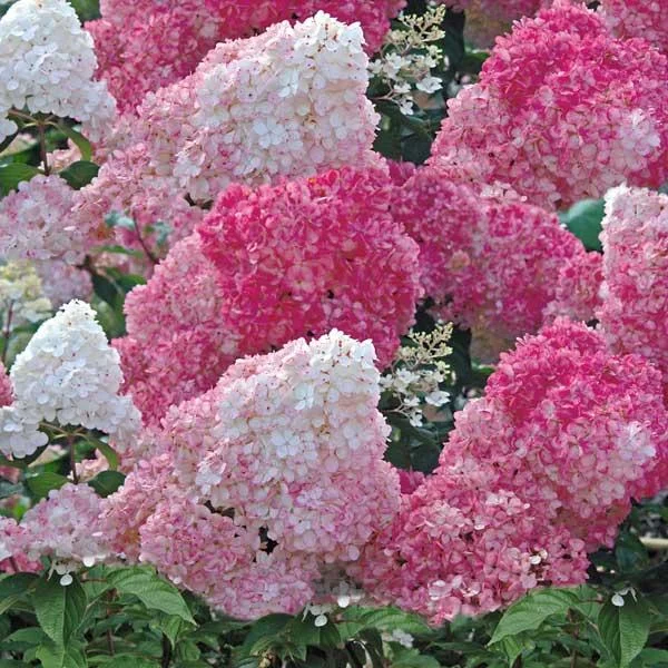 Гортензия метельчатая Ваниль Фрайз / Hydrangea paniculata ...