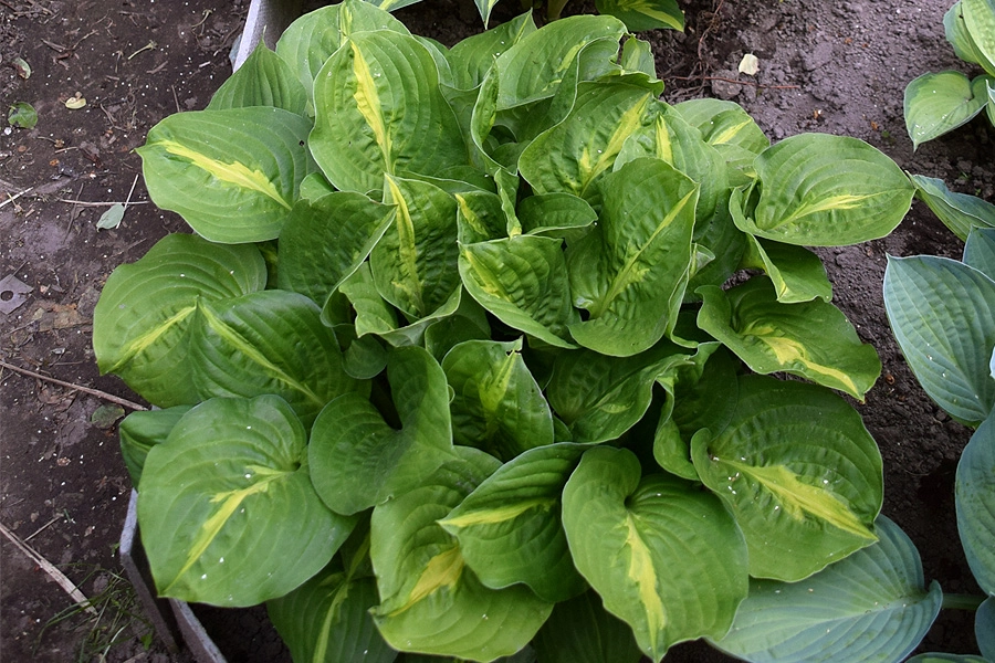 Hosta 'Mango Tango' | | plant lust