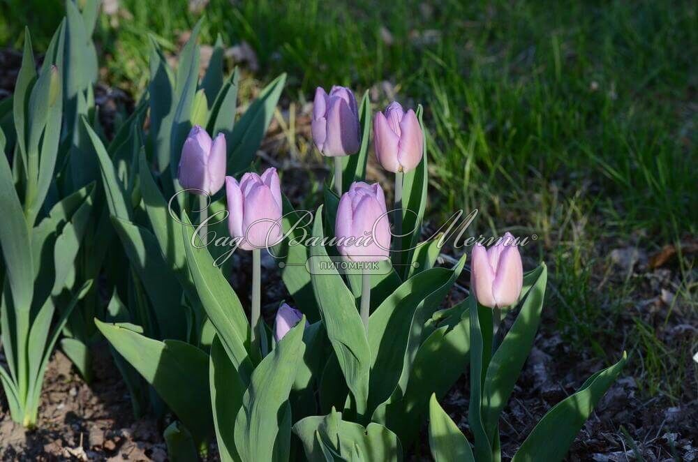 Tulipa 'Candy Prince', Tulpe 'Candy Prince' | RICOTER ...