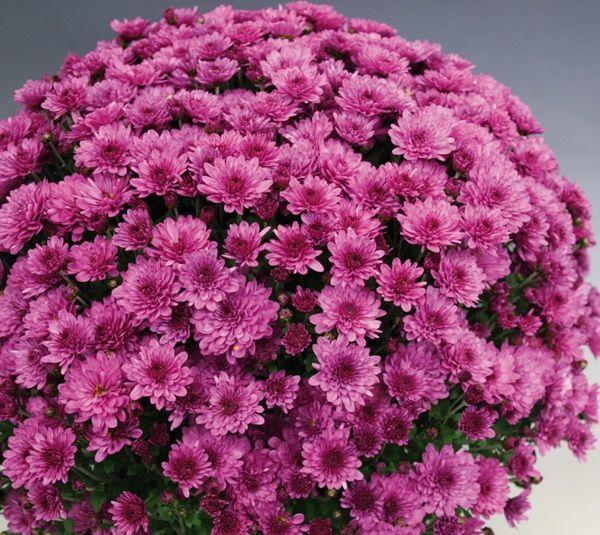 Chrysanthemum korean Umka ...