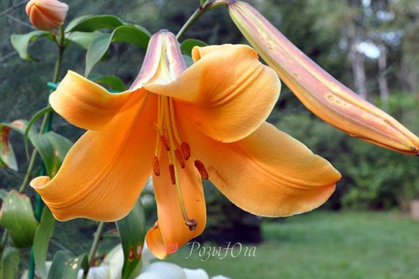 Lilium African Queen Bulbs | Peter ...