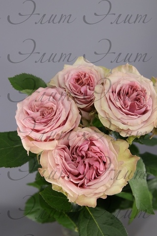 Garden Roses inspired by London Landmarks | Neill Strain ...