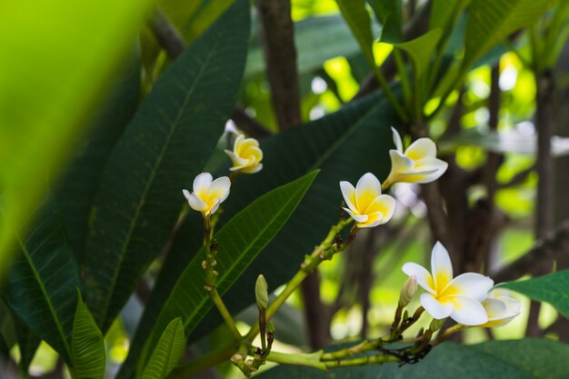 Цветы Frangipani В Бассейне. Остров Бали. Фотография ...