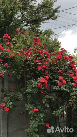 Brookside Katerina | pelargonium