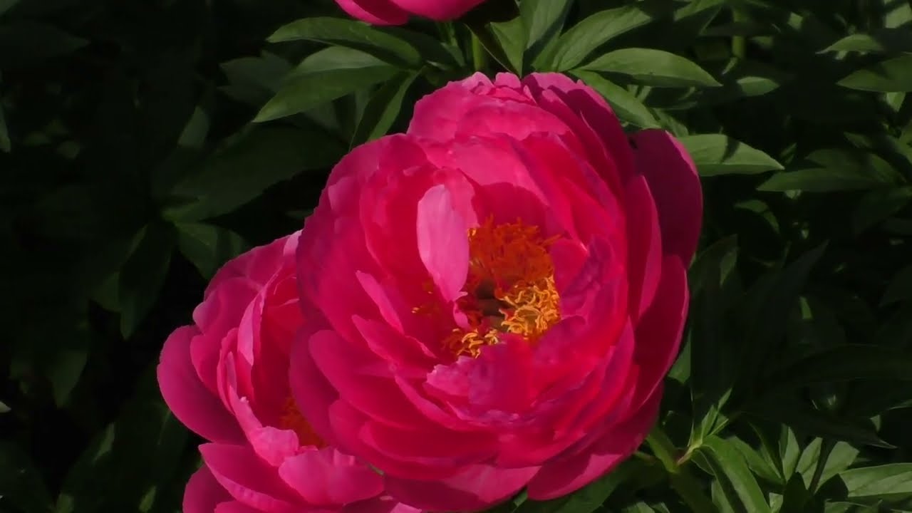 CYTHEREA' Peony (Paeonia x lactiflora ...