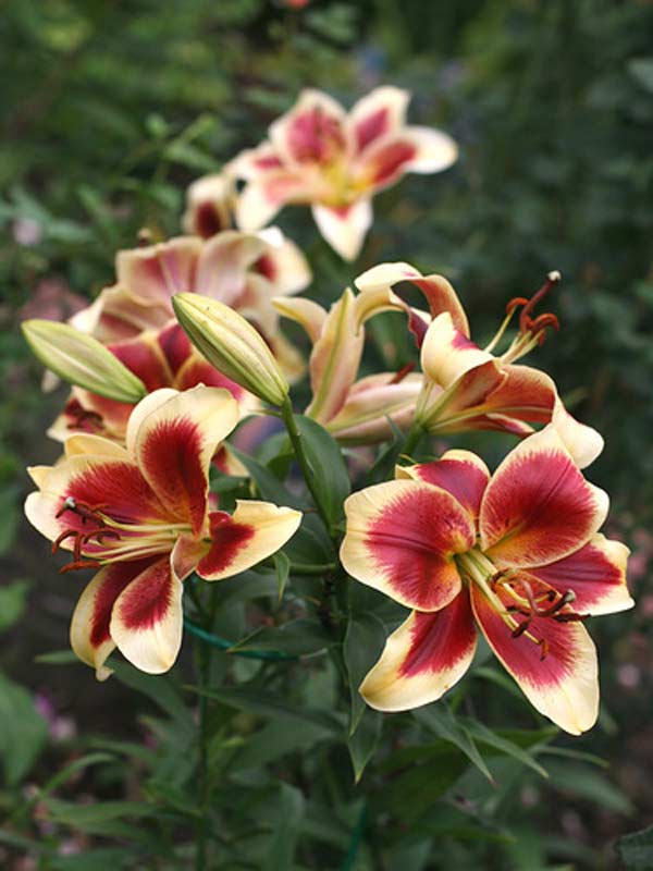 Lilium tigrinum Red Velvet ...