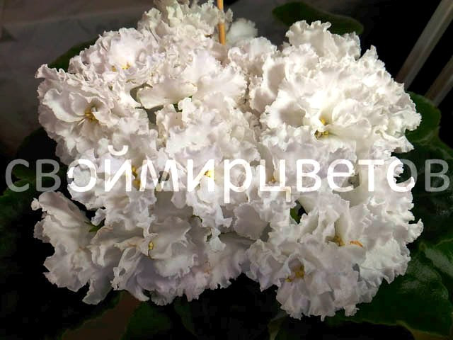 Свадебный Букет (ID#4832854), цена: 50 ₴, купить на Prom.ua