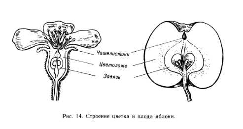 Почему яблоня может не цвести и не ...