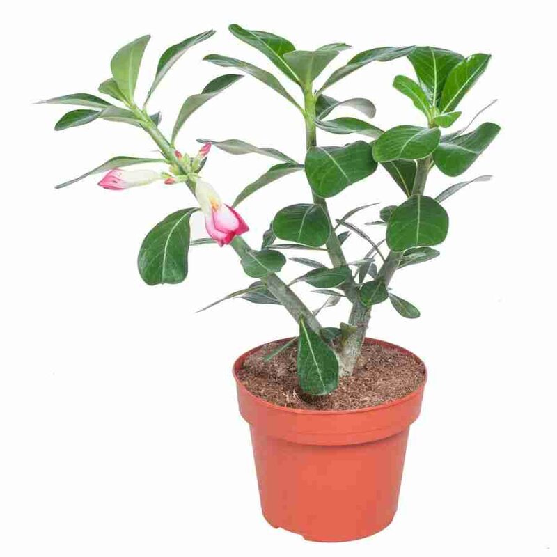 Адениум (Adenium). Уход за адениумом: содержание и размножение