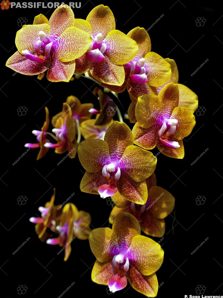 Орхидея Phalaenopsis Sogo Lawrence (еще не цвел)