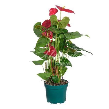 Anthurium Nevada – Floraria Secret Garden (SG)