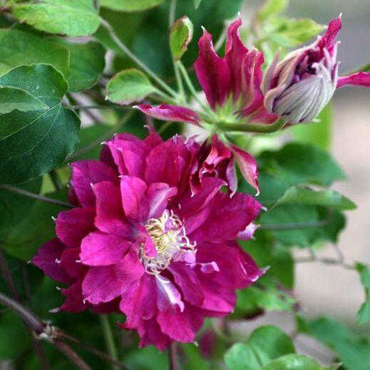 Клематис Акафуджи / Clematis Akafuji /