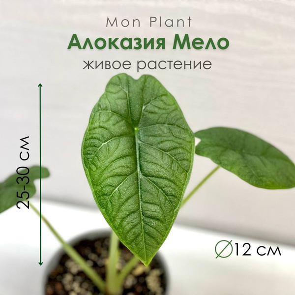 Алоказия Мело (Alocasia Melo)