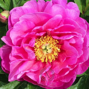 Paeonia Danсe du Fue Пион Дансе ду Фуе