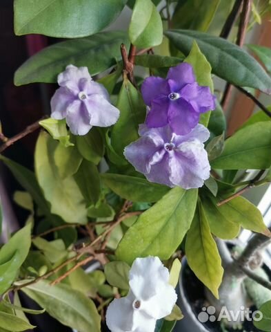 Brunfelsia nitida ...