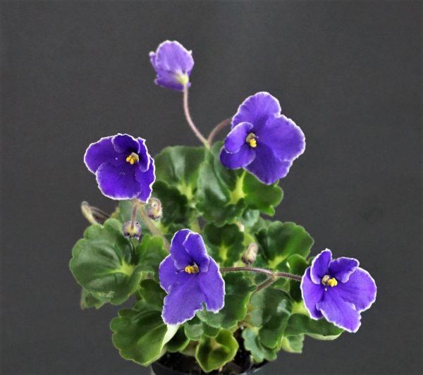 Фиалка лесная душистая (Viola odorata)