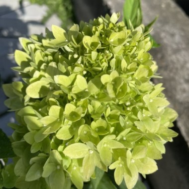 Hydrangea paniculata SKYFALL ...