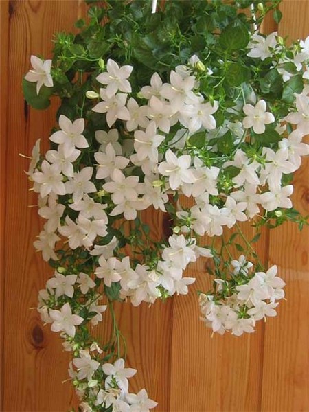 Spirea Vangutta White Bride ...