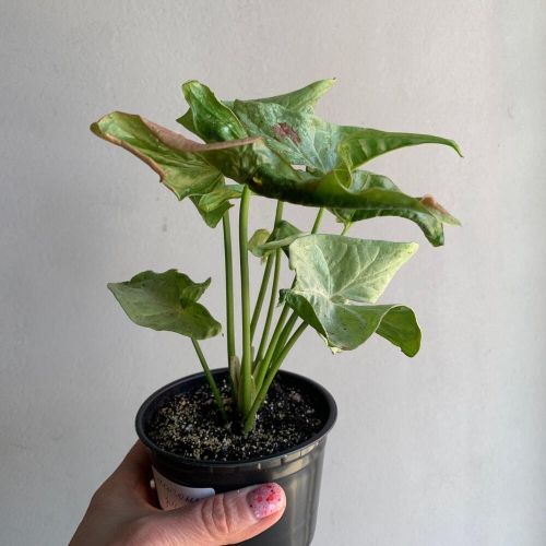 Syngonium PODOPHYLLUM 'RED SPOT ...