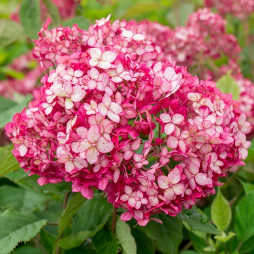 Гортензия древовидная (Hydrangea arborescens `Annabelle ...