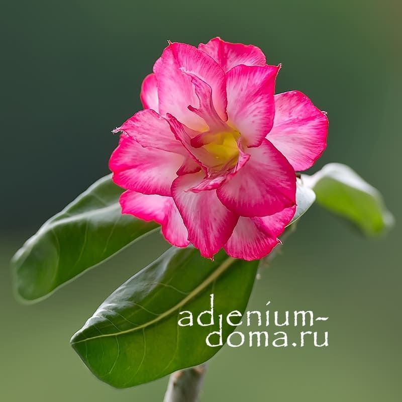 Tulipa 'Pink Star'... stock photo by Stephen Studd, Image ...