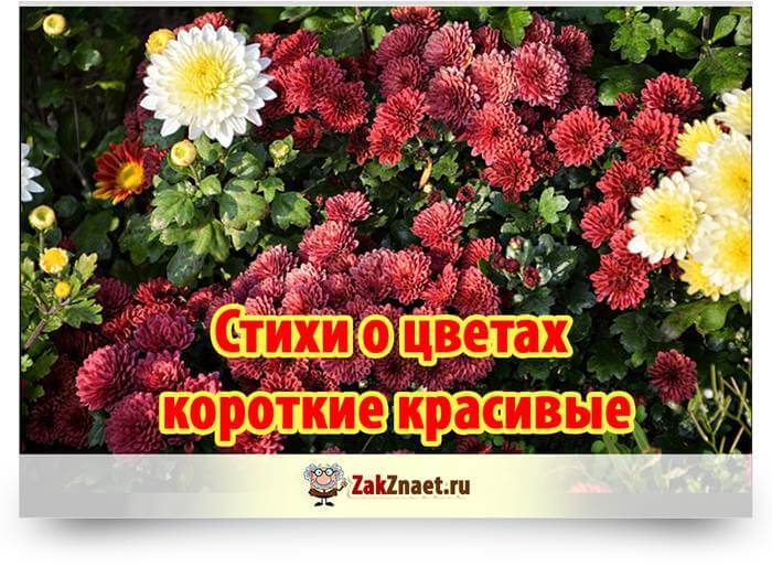 Открытки стихи красивой женщине короткие и красивые