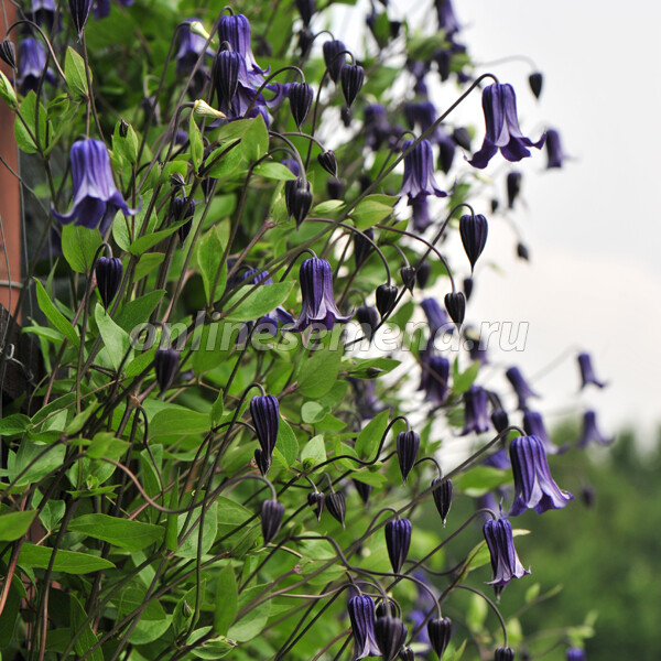 Клематис Роогучи (Clematis Rooguchi ...