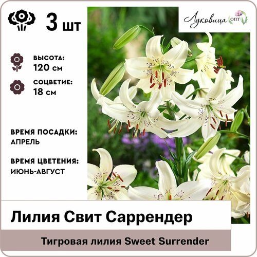 Каталог лилий, сорта лилий, описание сортов лилий, Lilium catalog