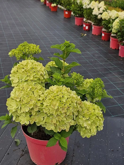 Гортензия Инфинити (Hydrangea Infinity): описание и фото ...