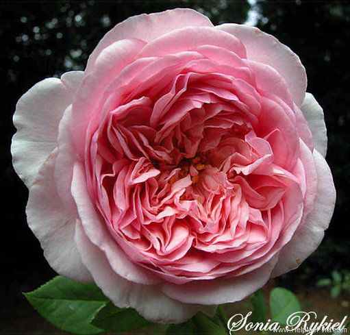 Perfect Sonia Rose Photograph by M OConnor - Fine Art America