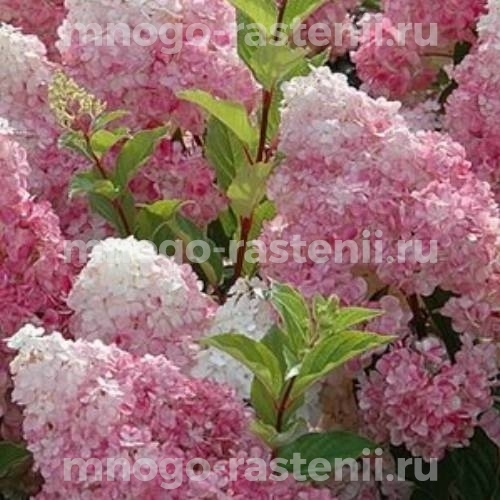 Саженцы Гортензия метельчатая Тач оф Пинк (Hydrangea ...