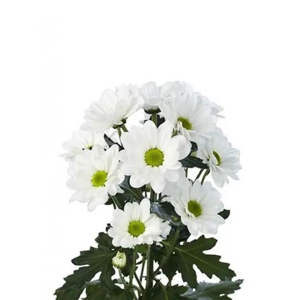 Хризантема Ставински Дарк Пинк Chrysanthemum Staviski Dark ...