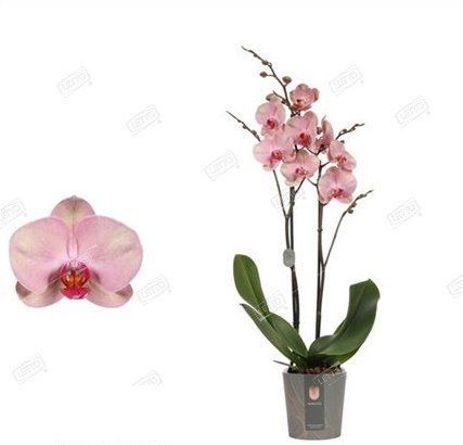 Орхидея Phalaenopsis multiflora