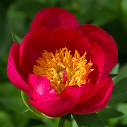 Paeonia (Lactiflora-Gruppe) 'Flame ...