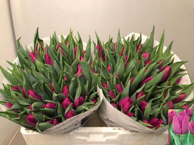 Tulips (Tulipa 'Purple Prince) - Stock ...