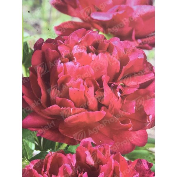 Felix Supreme Peony | Spring Hill Nurseries – Spring Hill Nursery