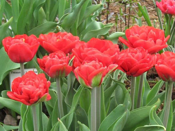 Тюльпан Шоувиннер (Tulipa Showwinner), 10 шт (разбор 11/12 ...