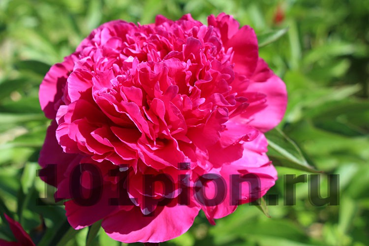 Paeonia Red Supreme ...