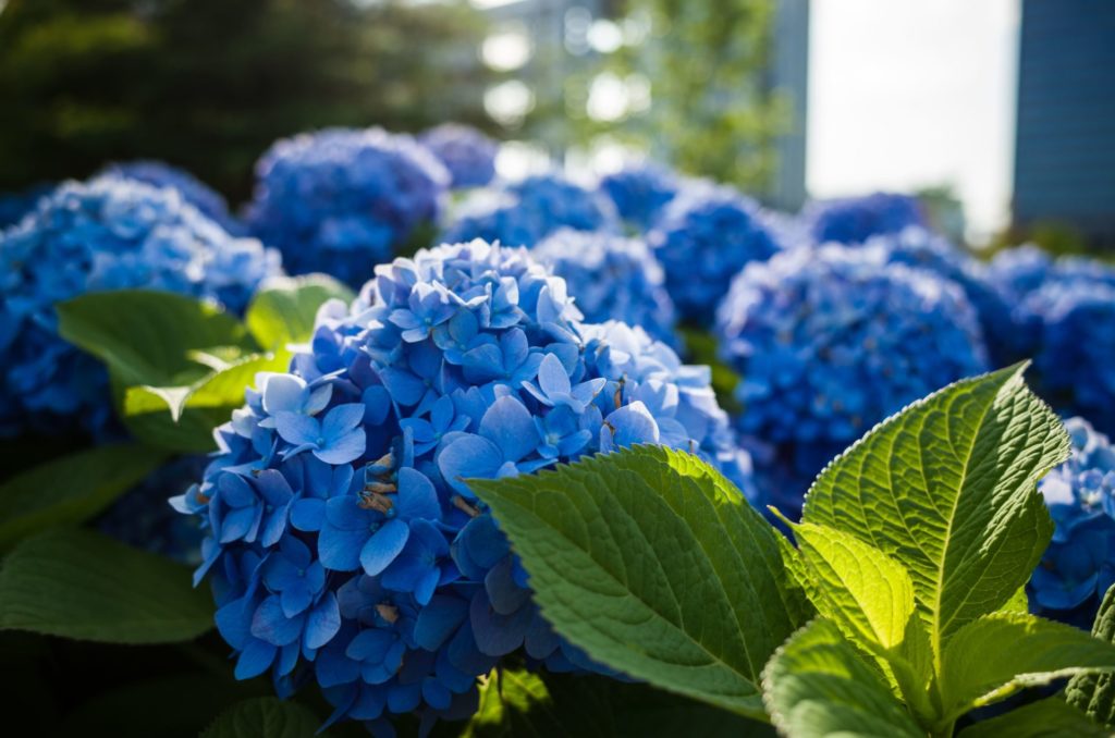 Гортензия пильчатая (Hydrangea serrata ...