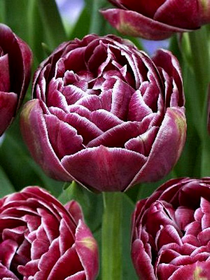 Tulipa 'Dream Touch' - Køb online ...