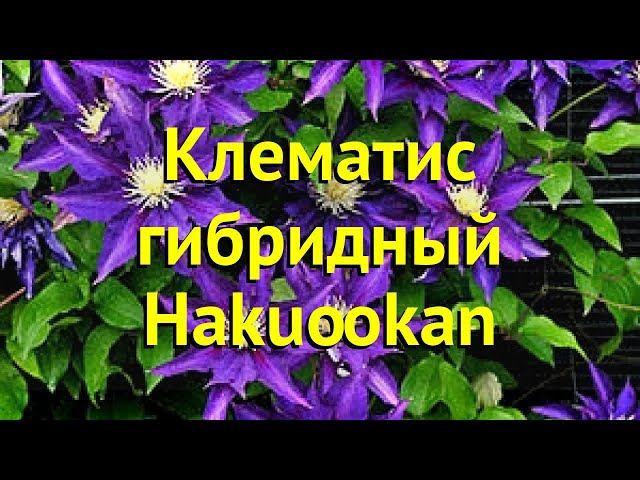 Клематис крупноцветковый Хакуокан/ЦКор - Зеленая страна ...