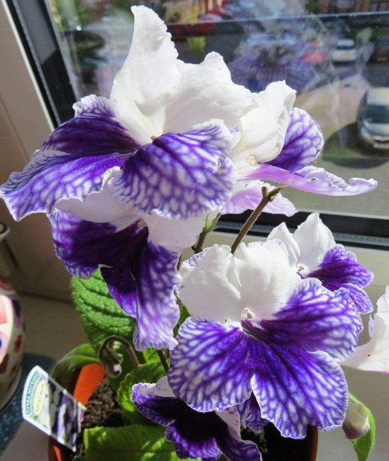 Стрептокарпус — Streptocarpus описание и уход на FloralWorld.ru