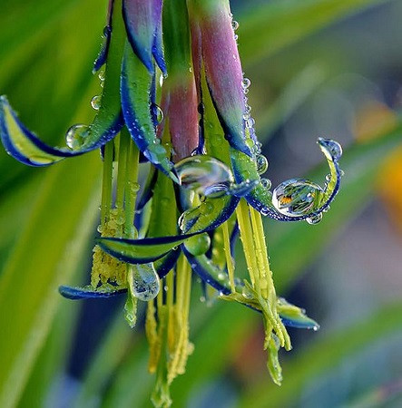 Бильбергия зебровидная (Billbergia zebrina) – фото, уход в ...