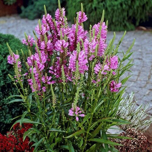 Физостегия виргинская 'Вивид', Physostegia virginiana 'Vivid'