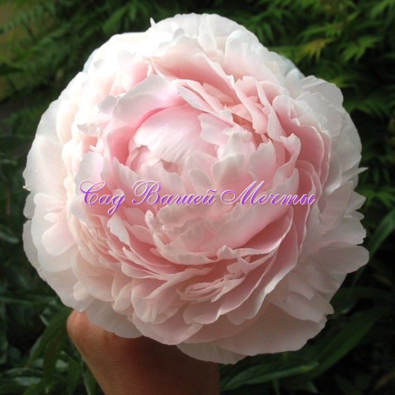 Пион Мунстоун (Paeonia Moonstone) купить в Москве по низкой ...